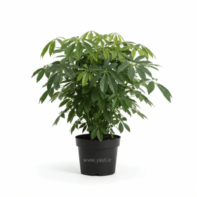 گل شفلرا سبز،