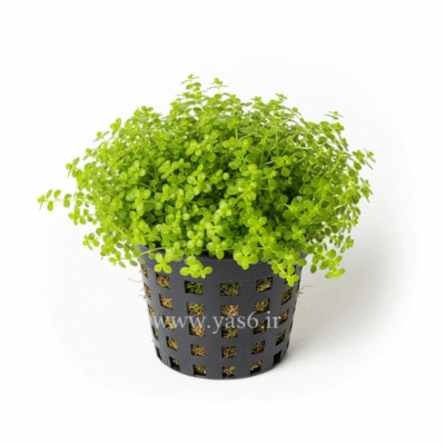 چمن عروس گلدانی